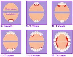 Evolución del esquema dental